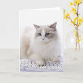 De kat van Ragdoll op computertoetsenbord Kaart (Gele Bloem)