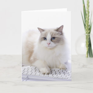 De kat van Ragdoll op computertoetsenbord Kaart