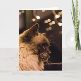 De Kat van Ragdoll steekt Kaart aan