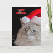 De Kat van Ragdoll van Kerstmis Feestdagen Kaart (Voorkant)