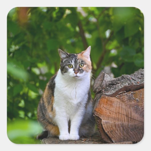 De kat vierkante sticker (Voorkant)