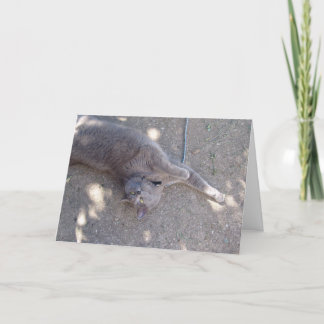 De kat wil verjaardagscake! kaart