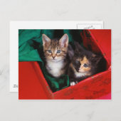 De Katjes van Kerstmis Feestdagenkaart (Voorkant / Achterkant)