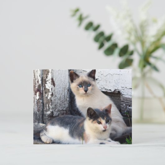 De Katten van de schuur Briefkaart (Staand voorkant)