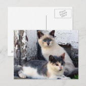 De Katten van de schuur Briefkaart (Voorkant / Achterkant)