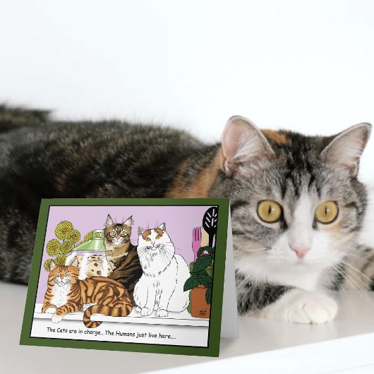 De katten zijn de baas kaart
