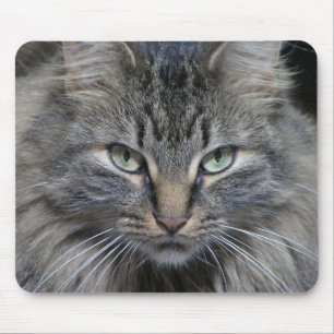 De kattenogen hebben het muismat