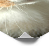 De kattenogen poster (Hoek)