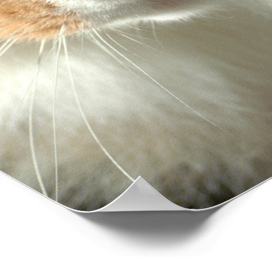 De kattenogen poster (Hoek)