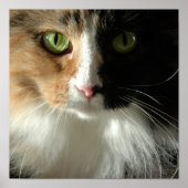 De kattenogen poster (Voorkant)