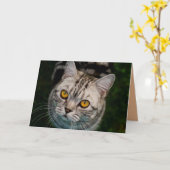 De kattenwenskaart van McGonagall Kaart (Gele Bloem)