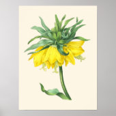 De keizerlijke kroon,  botanische illustratie poster (Voorkant)