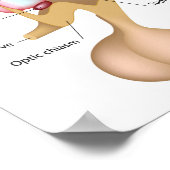 De kern van het hypothalamus Poster (Hoek)