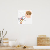 De kern van het hypothalamus Poster (Keuken)