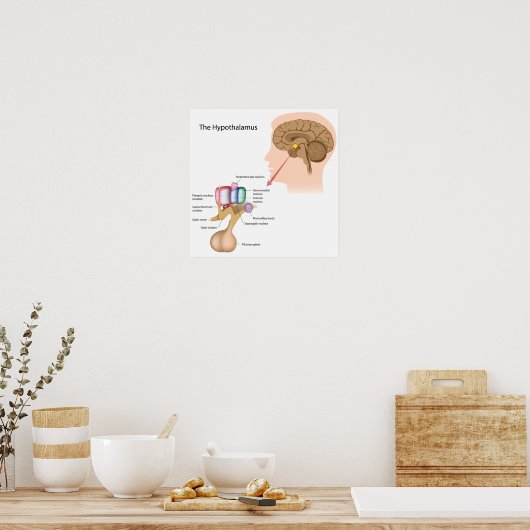 De kern van het hypothalamus Poster (Keuken)