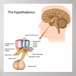 De kern van het hypothalamus Poster