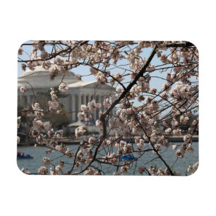 De Kersenbloesem in bloei in Washington DC Magneet