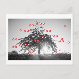 De Kersenboom Briefkaart