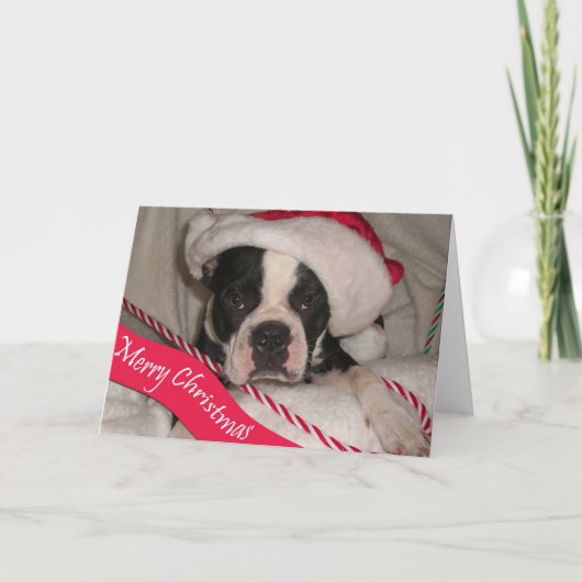 De Kerstkaart van Boston Terrier Feestdagen Kaart (Voorkant)