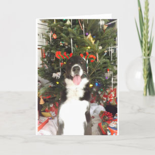 De Kerstkaart van de Hond van de Geweitakken van Feestdagen Kaart
