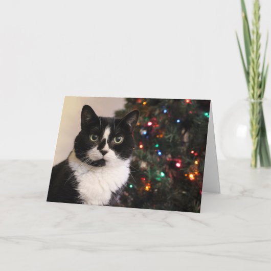 De Kerstkaart van de Kat van de smoking Feestdagen Kaart (Voorkant)