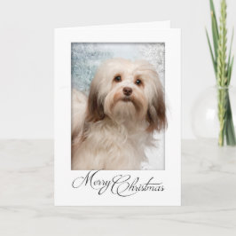 De Kerstkaart van Havanese Feestdagen Kaart