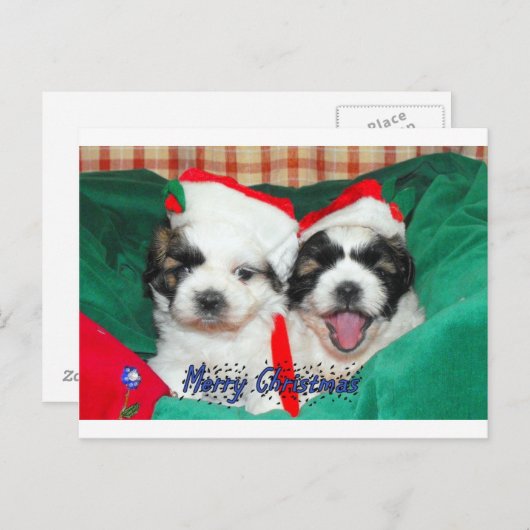 De Kerstkaart van het "puppy" (shih-tzu) Feestdagenkaart (Voorkant / Achterkant)