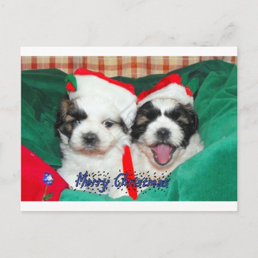 De Kerstkaart van het "puppy" (shih-tzu) Feestdagenkaart (Voorkant)
