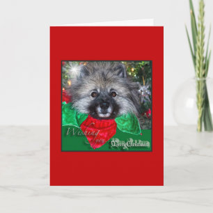 De Kerstkaart van Keeshond Feestdagen Kaart