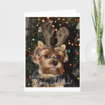 De Kerstkaart van Yorkshire Terrier