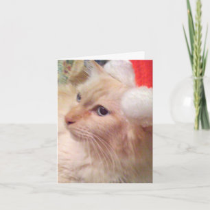 De Kerstkaarten van Sm van de Kat van Cokie Feestdagen Kaart