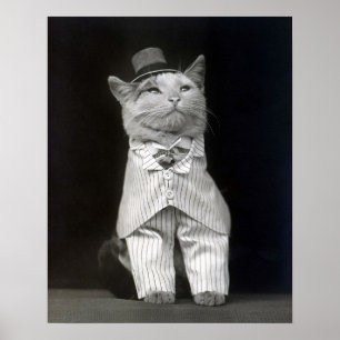 De keurige kat, 1906. Oude foto Poster