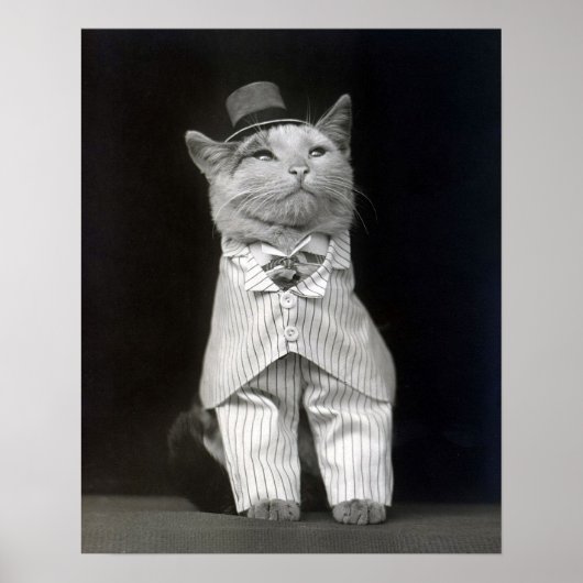 De keurige kat, 1906. Oude foto Poster (Voorkant)