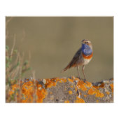 De kever perfect poster (Voorkant)