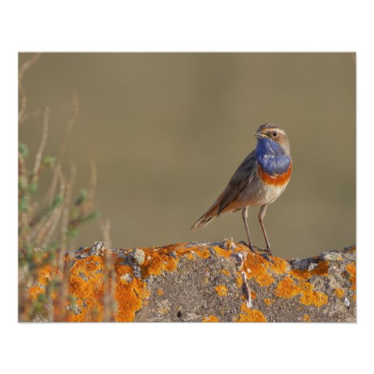 De kever perfect poster (Voorkant)