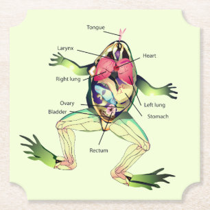 De Kikker is Anatomy Green Kartonnen Onderzetters