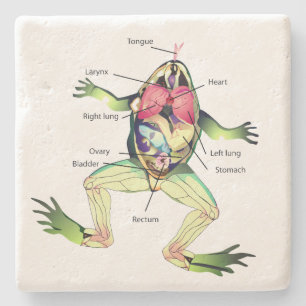 De Kikker is Anatomy Green Stenen Onderzetter