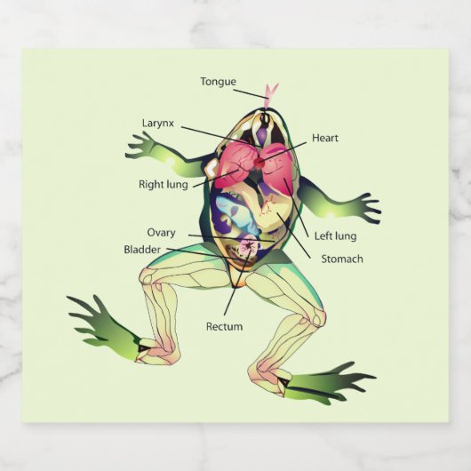 De Kikker's Anatomy Green Bier Etiket (Enkel label)