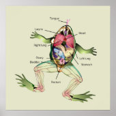 De Kikker's Anatomy Green Poster (Voorkant)