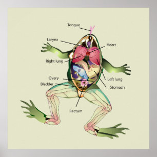 De Kikker's Anatomy Green Poster