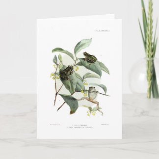 De kikkers van de boom kaart