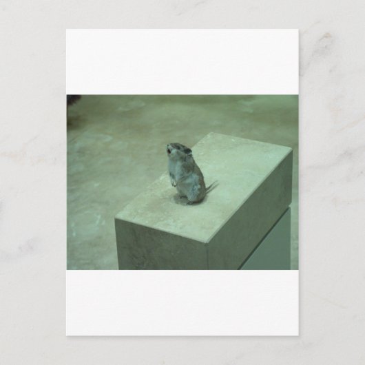 De Killer Mouse (Onychomys leucogaster) houdt zich Briefkaart (Voorkant)