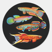 De Killifish Sticker (Voorkant)