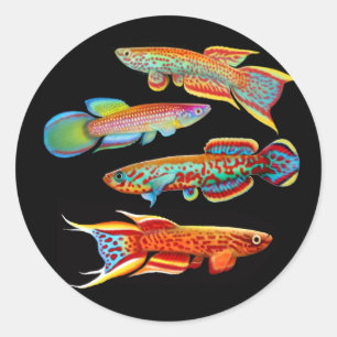 De Killifish Sticker