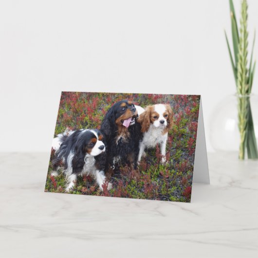 De Kinder Arrogante Koning Charles Spaniels van Kaart (Voorkant)