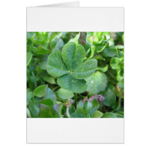 De Klaver van vier Blad