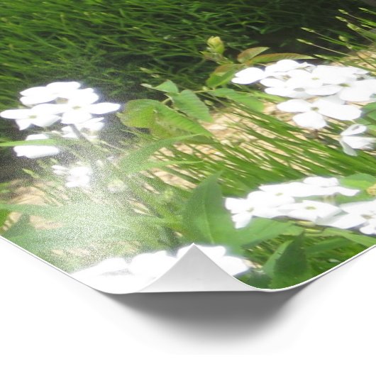 De kleine bank - Kodak Pro de Zatin van de Foto Foto Afdruk (Hoek)