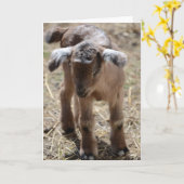 De kleine Geit van het Baby Kaart (Gele Bloem)