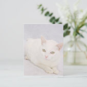 De kleine witte kat briefkaart (Staand voorkant)