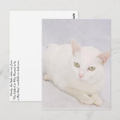 De kleine witte kat briefkaart (Voorkant / Achterkant)
